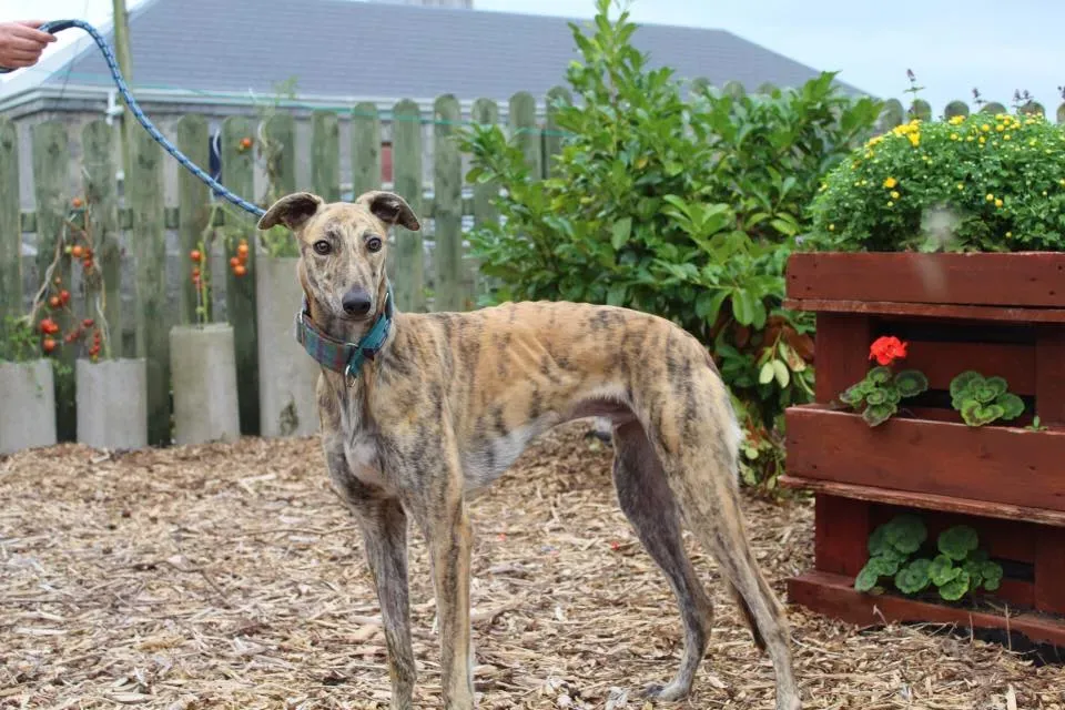 ontario adozione levrieri greyhound 4