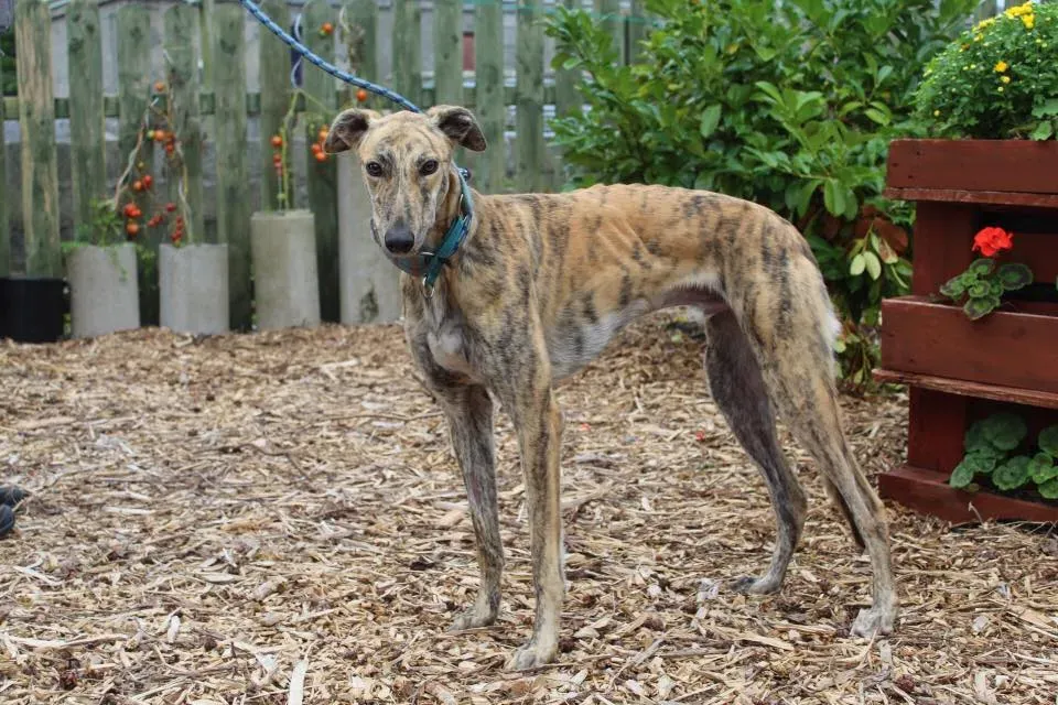 ontario adozione levrieri greyhound 5