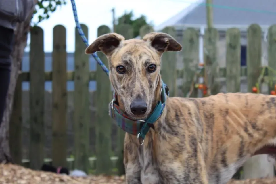 ontario adozione levrieri greyhound 6