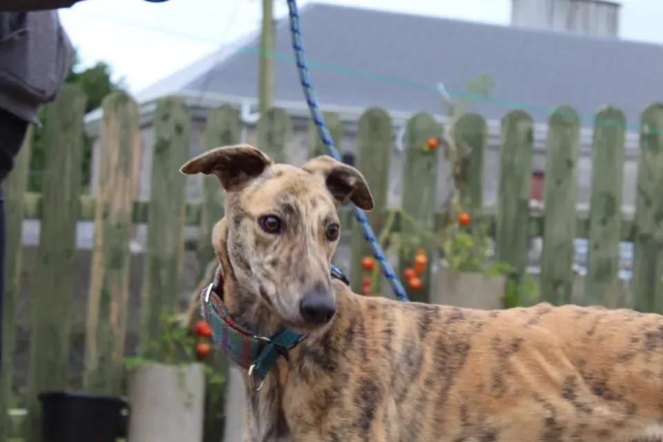 ontario adozione levrieri greyhound 7