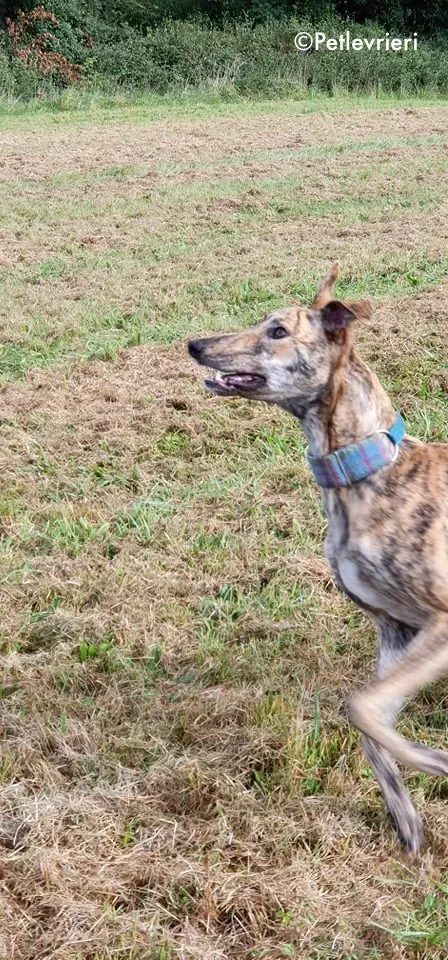 ontario adozione levrieri greyhound 9