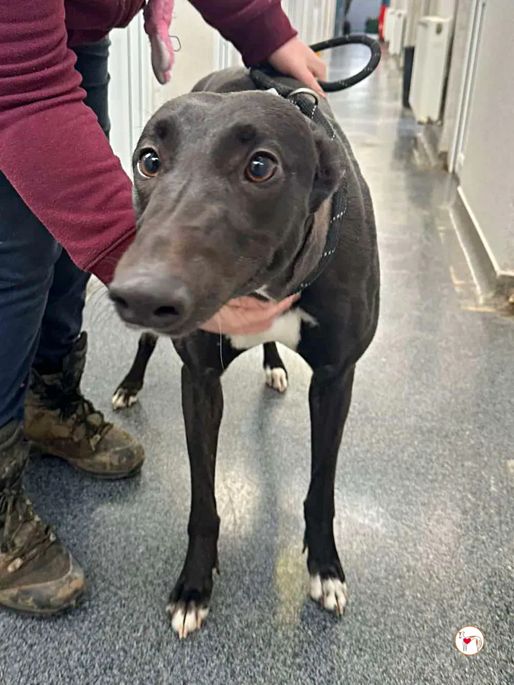 oreo grey adozione 01