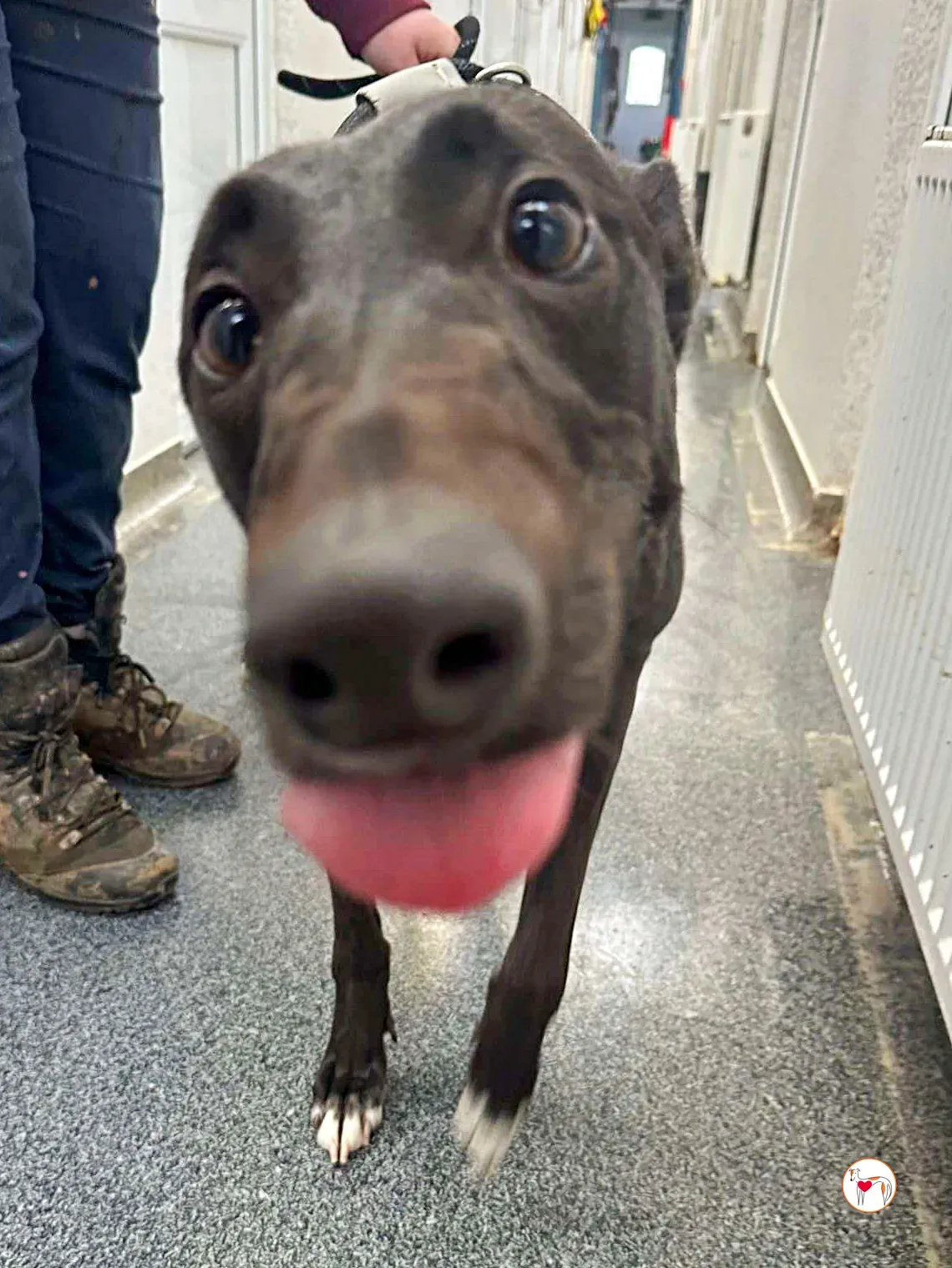 oreo grey adozione 02