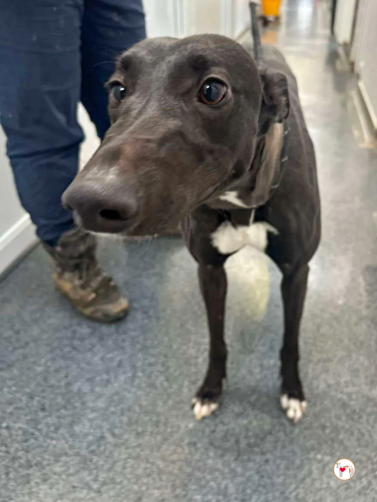 oreo grey adozione 03