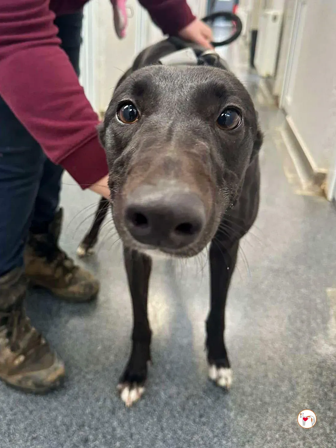 oreo grey adozione 04