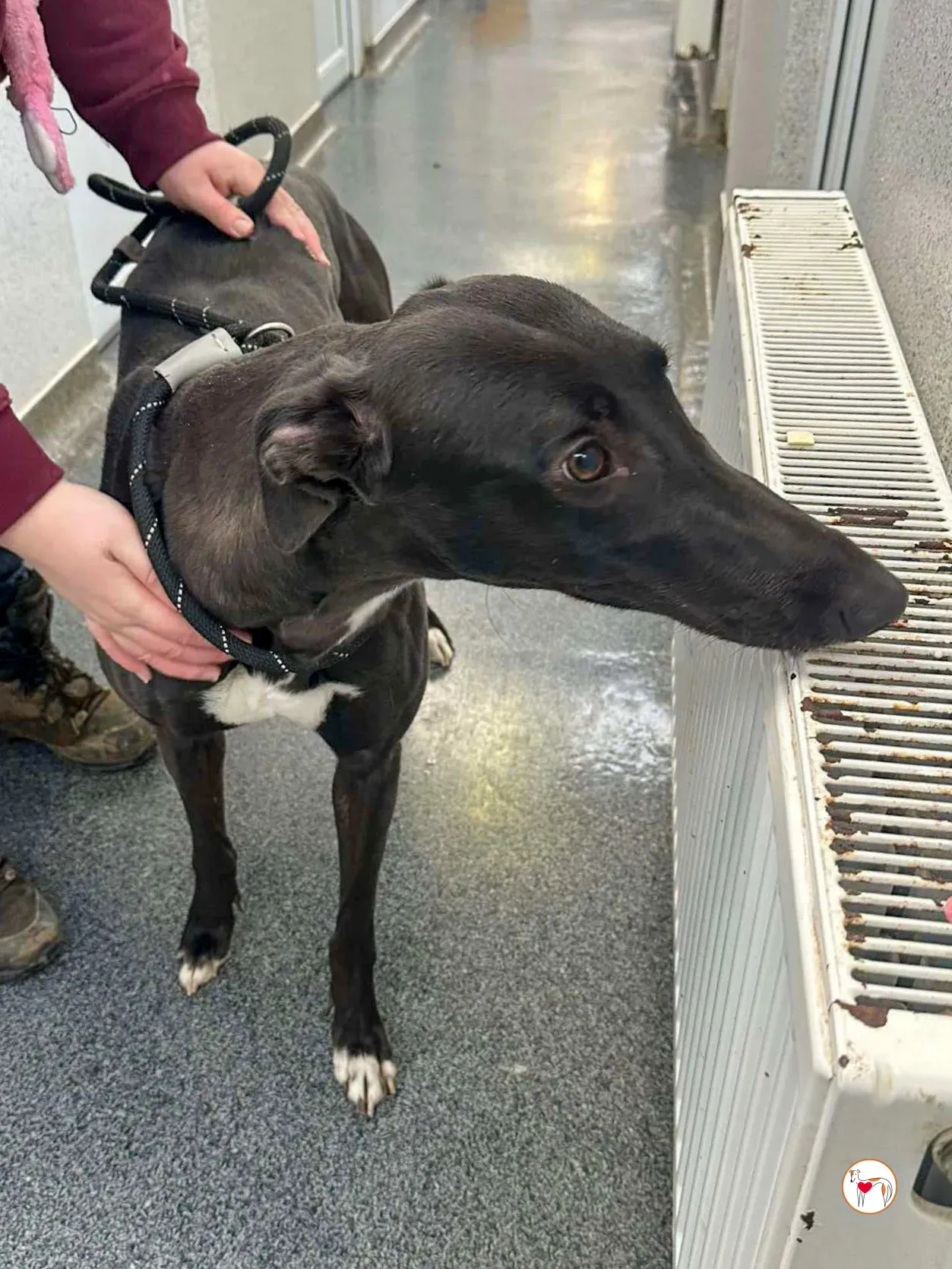 oreo grey adozione 05