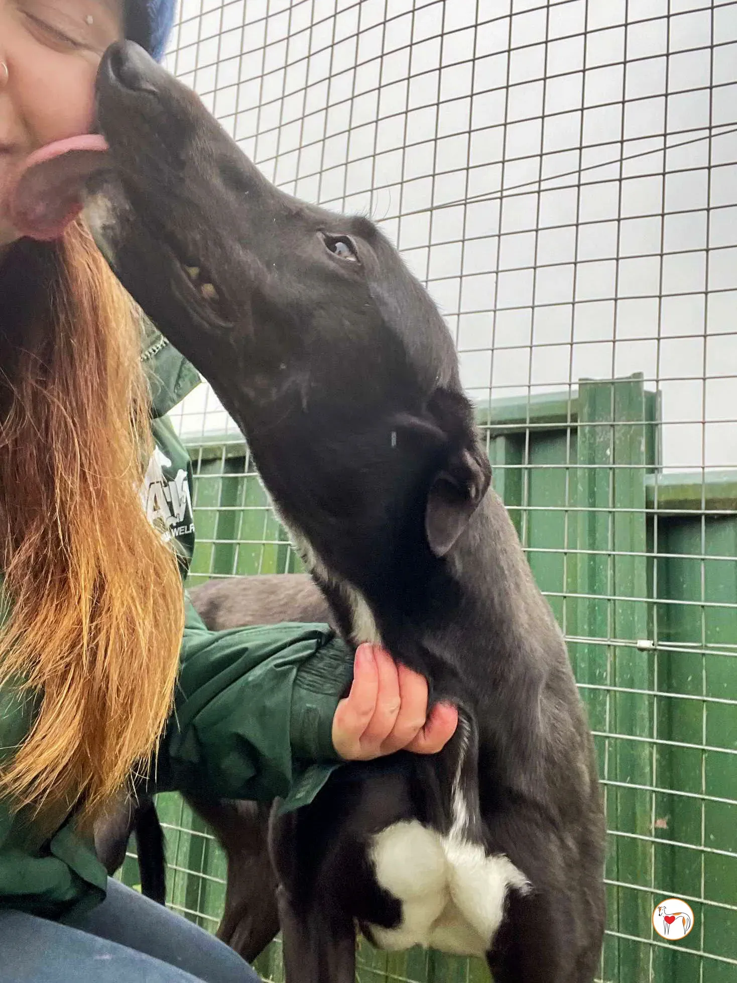 oreo grey adozione 06