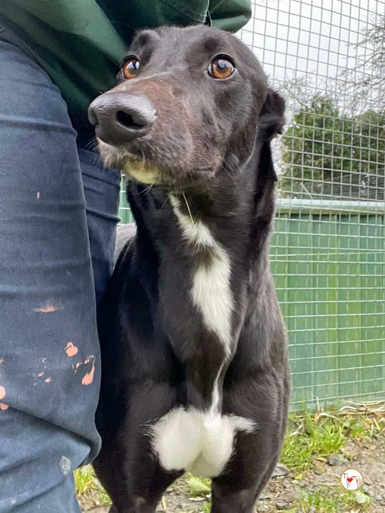 oreo grey adozione 07