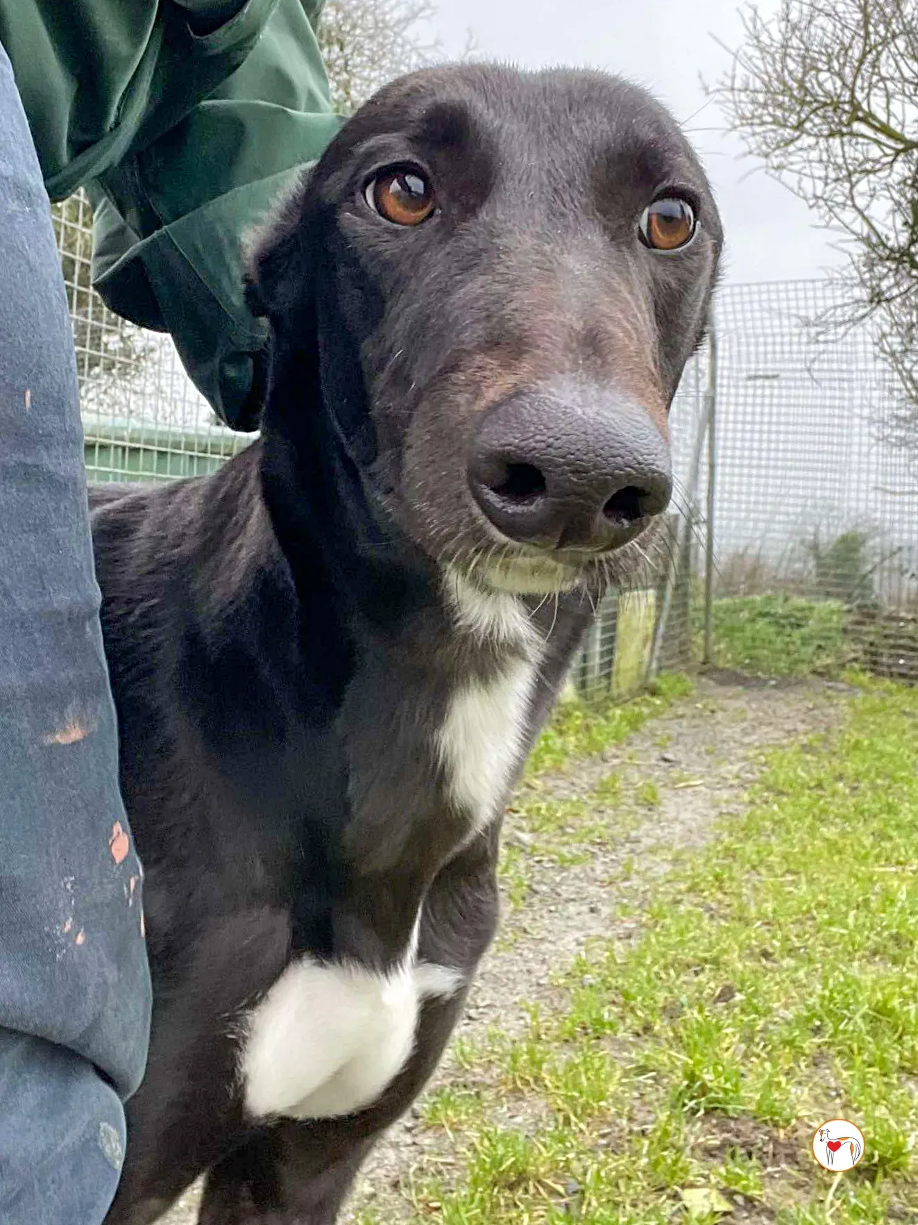 oreo grey adozione 08