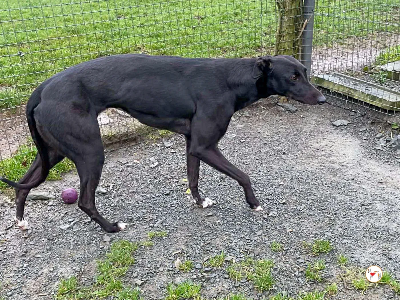 oreo grey adozione 09