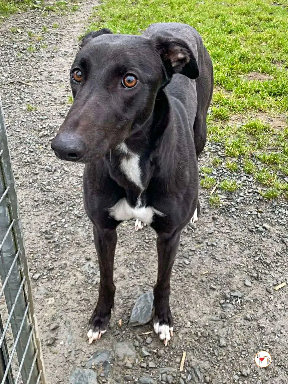 oreo grey adozione 10