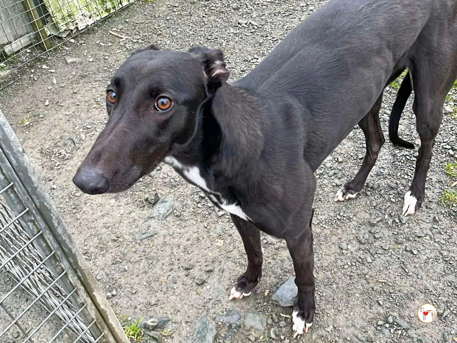 oreo grey adozione 11