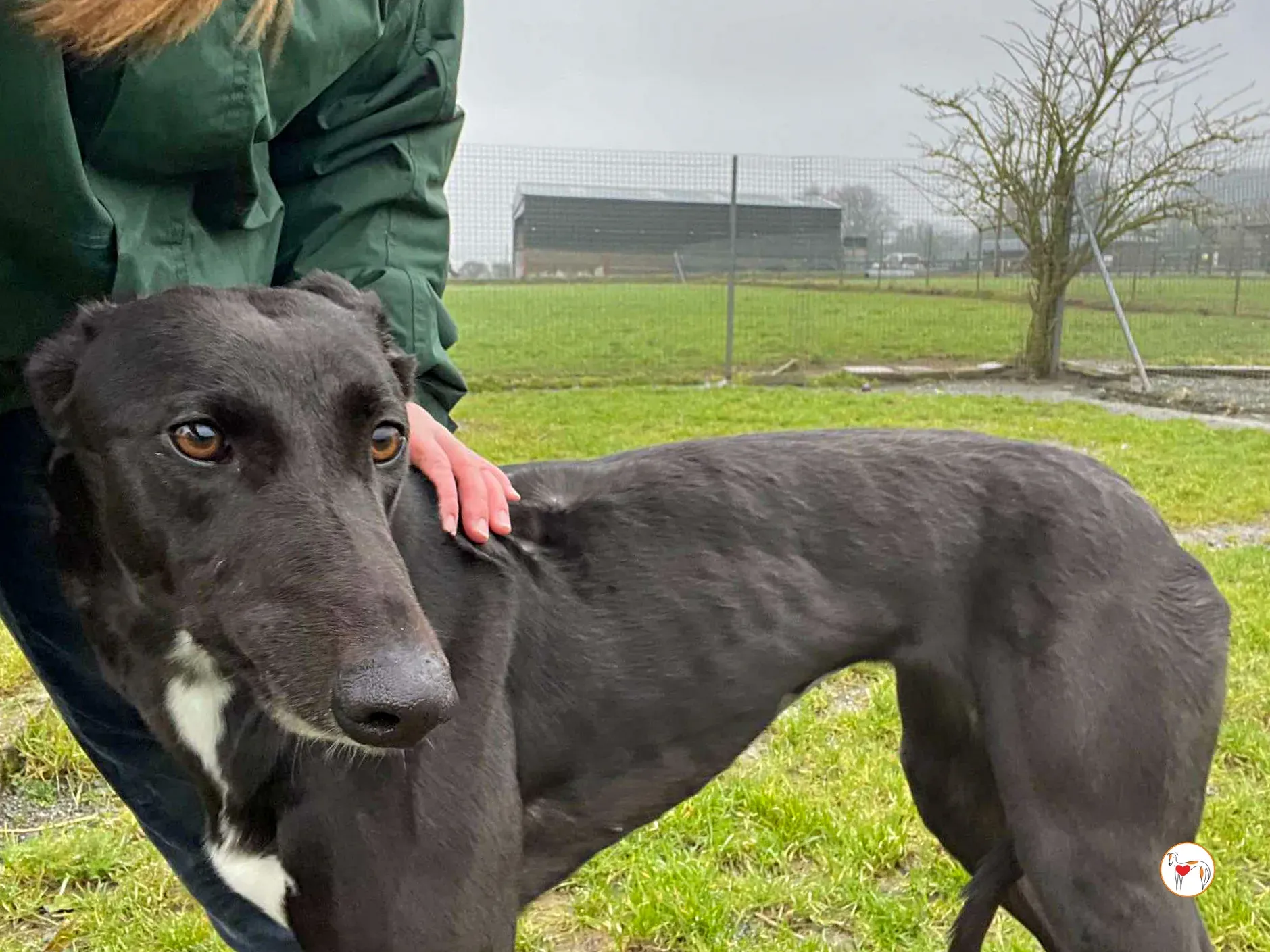 oreo grey adozione 12