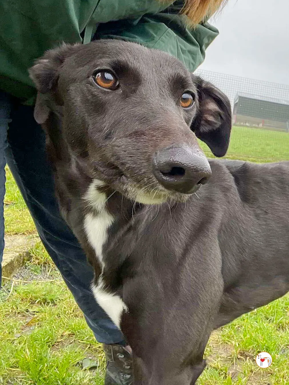 oreo grey adozione 13