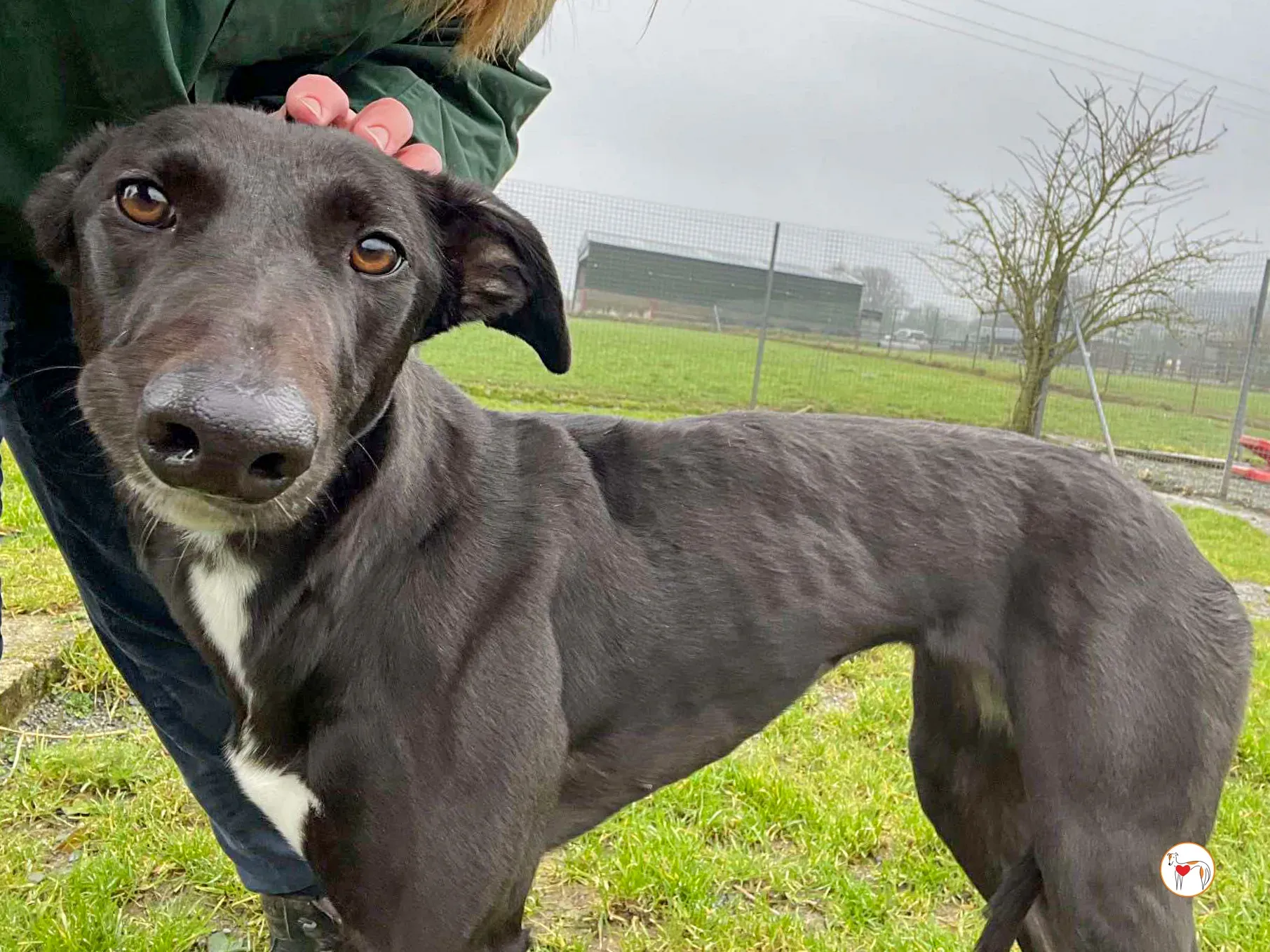 oreo grey adozione 14