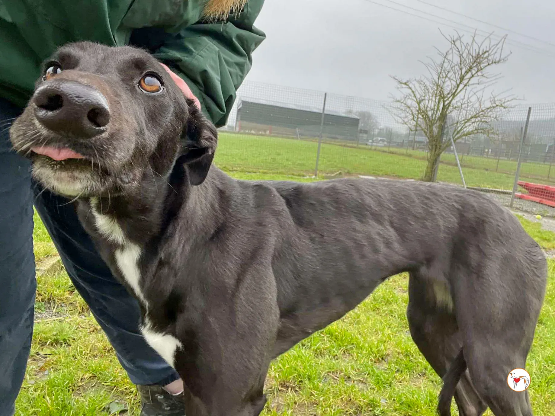 oreo grey adozione 15