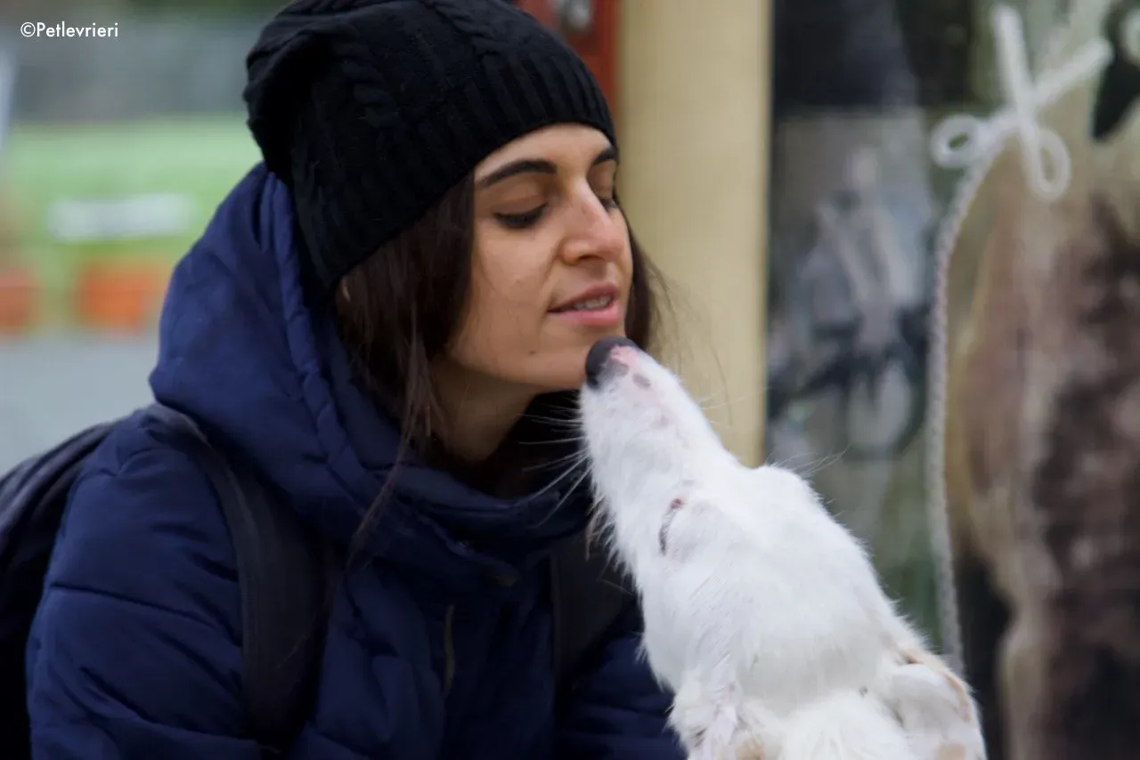 oryn adozione levrieri greyhound 1 1