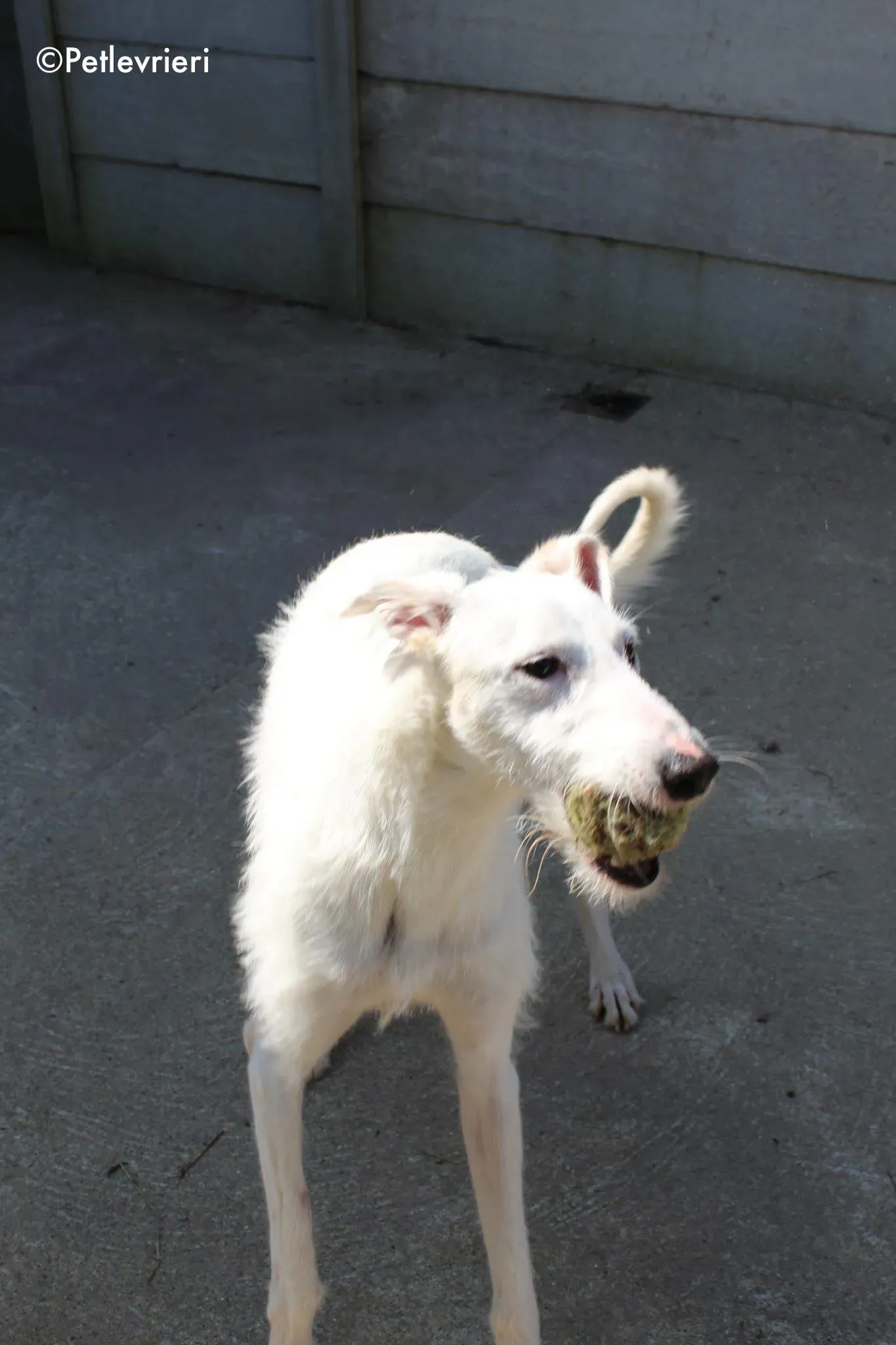 oryn adozione levrieri greyhound 1 3