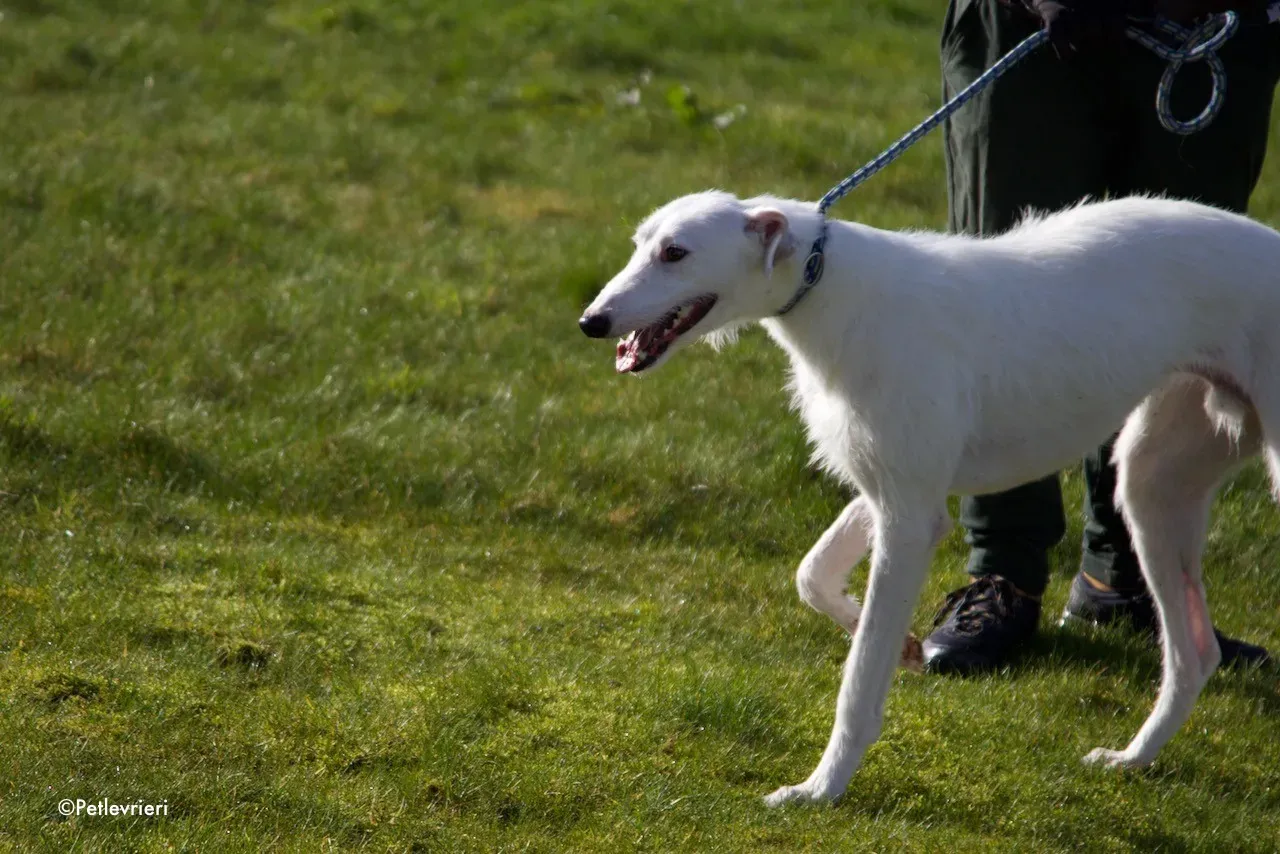 oryn adozione levrieri greyhound 10 1