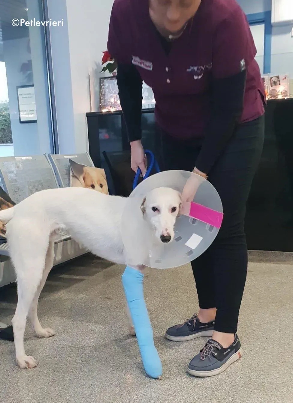 oryn adozione levrieri greyhound 10