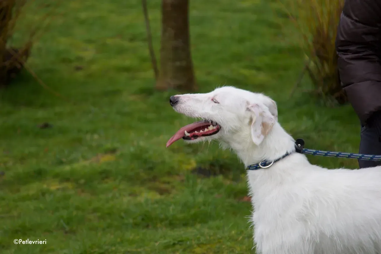 oryn adozione levrieri greyhound 11 1