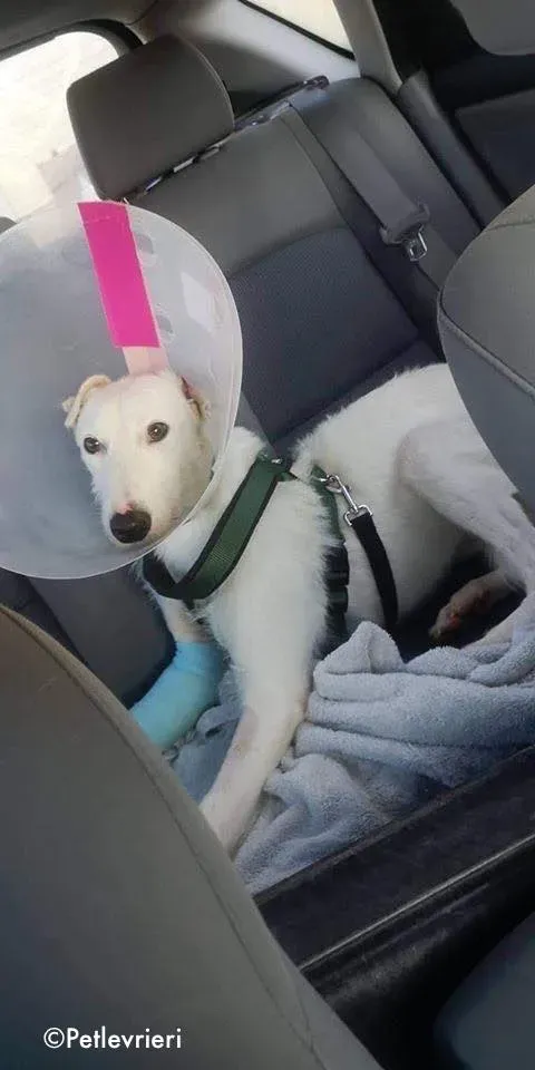 oryn adozione levrieri greyhound 11