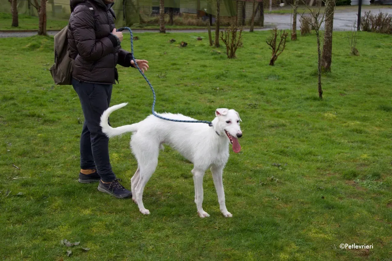 oryn adozione levrieri greyhound 12 1