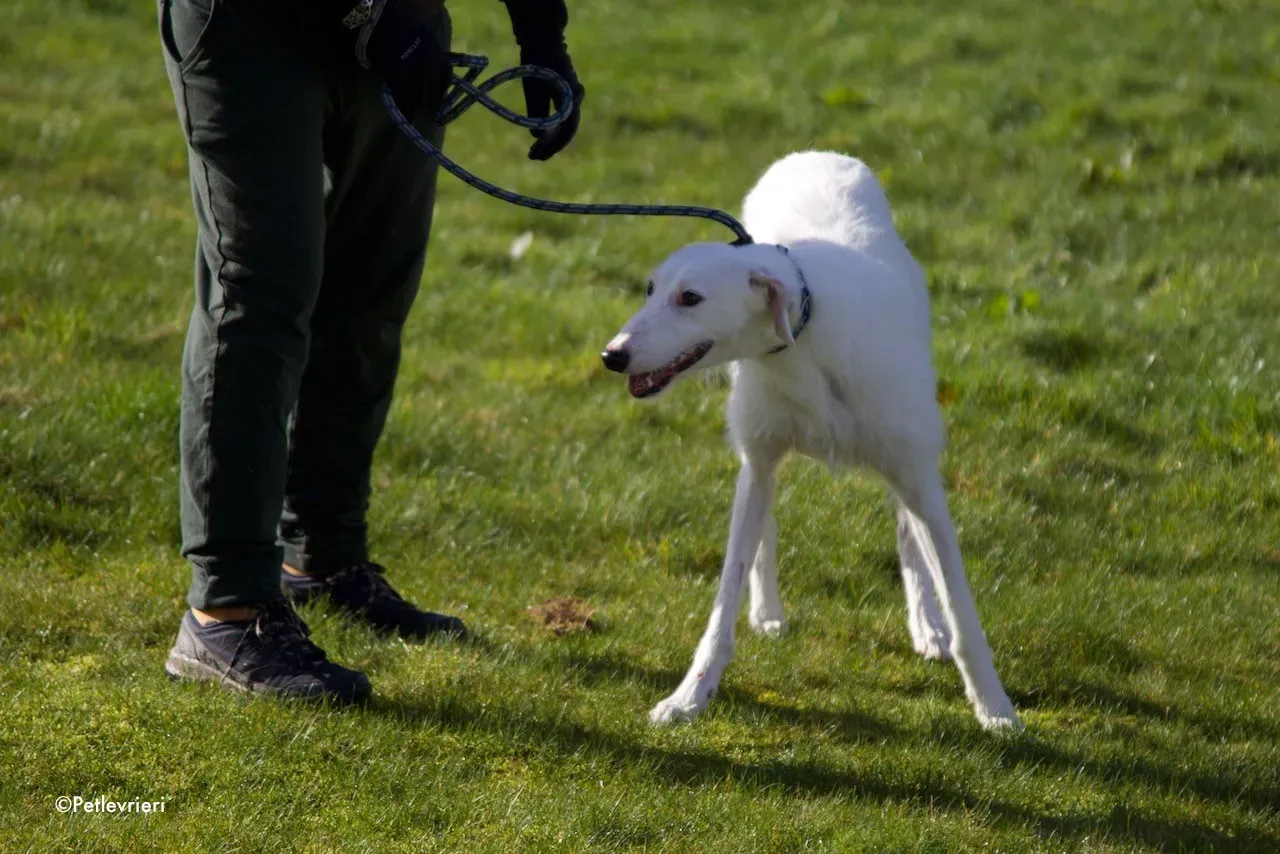 oryn adozione levrieri greyhound 13 1