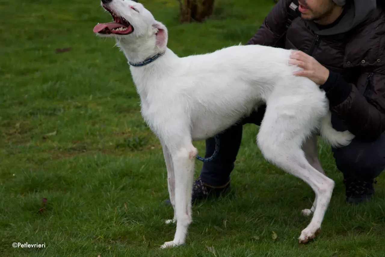 oryn adozione levrieri greyhound 14 2