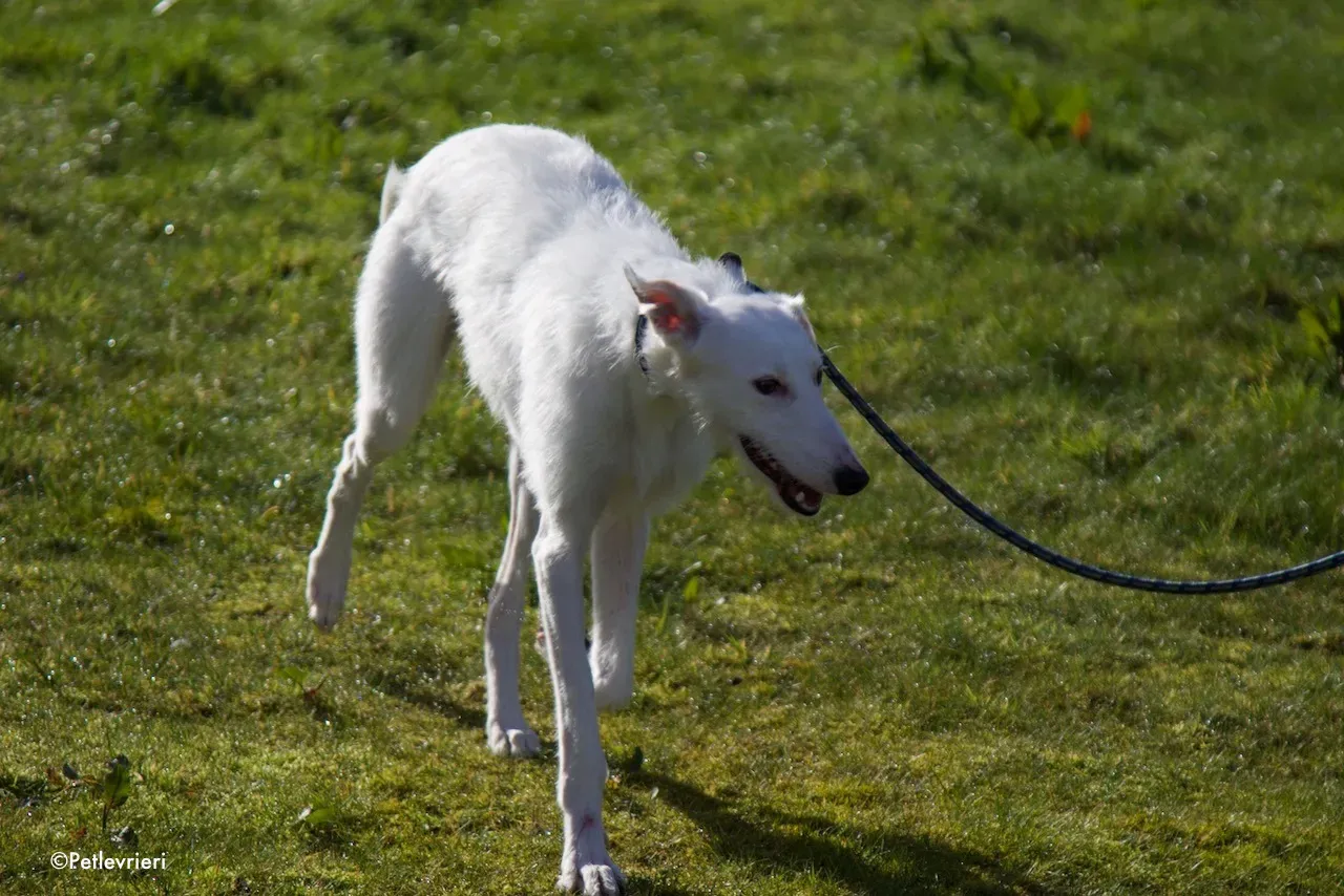 oryn adozione levrieri greyhound 15 2