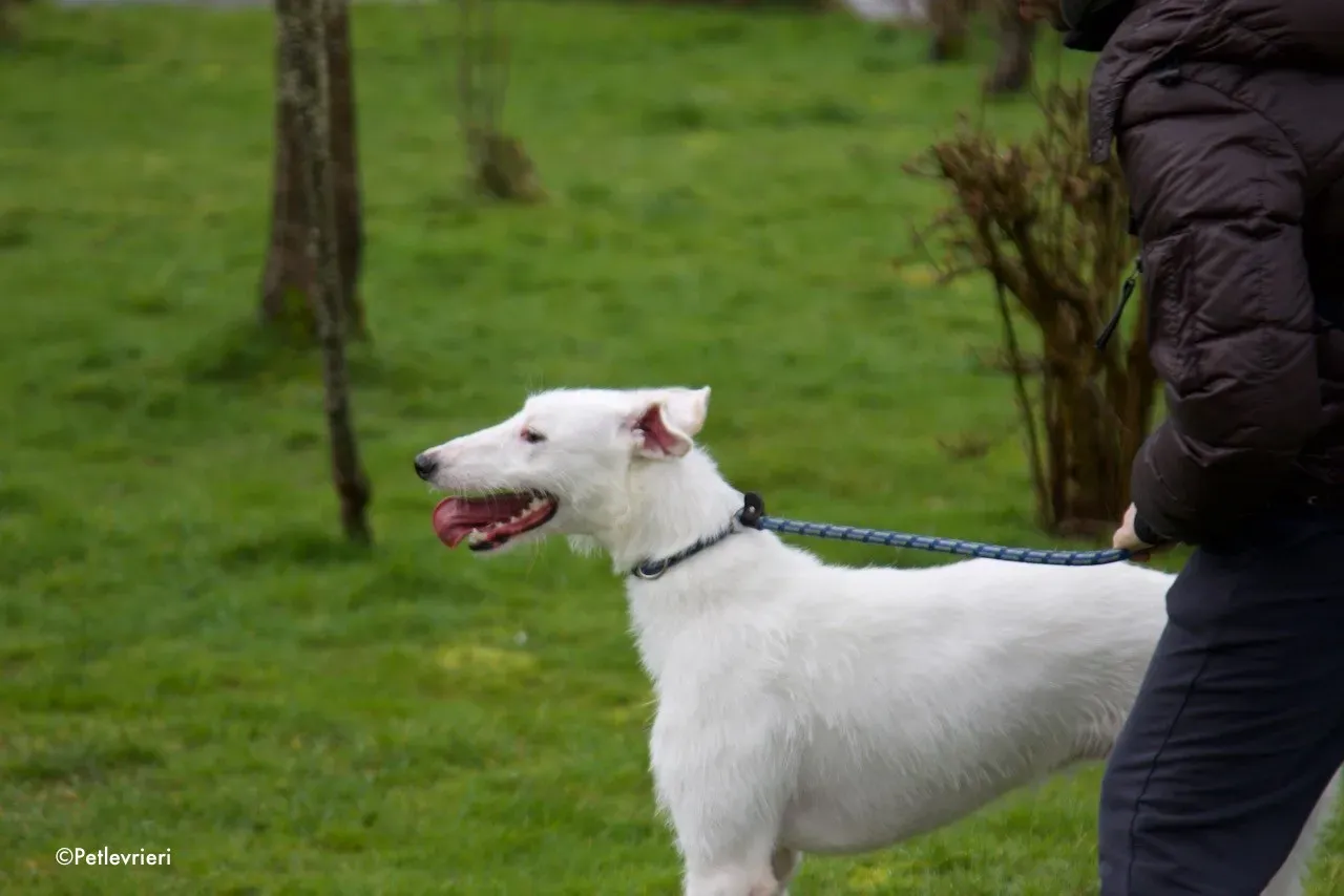 oryn adozione levrieri greyhound 16 1