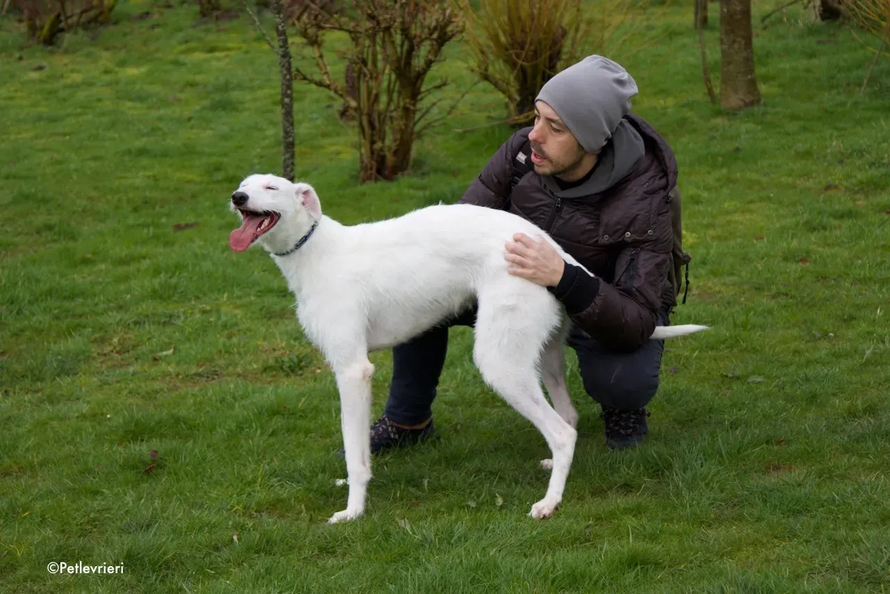 oryn adozione levrieri greyhound 17 1