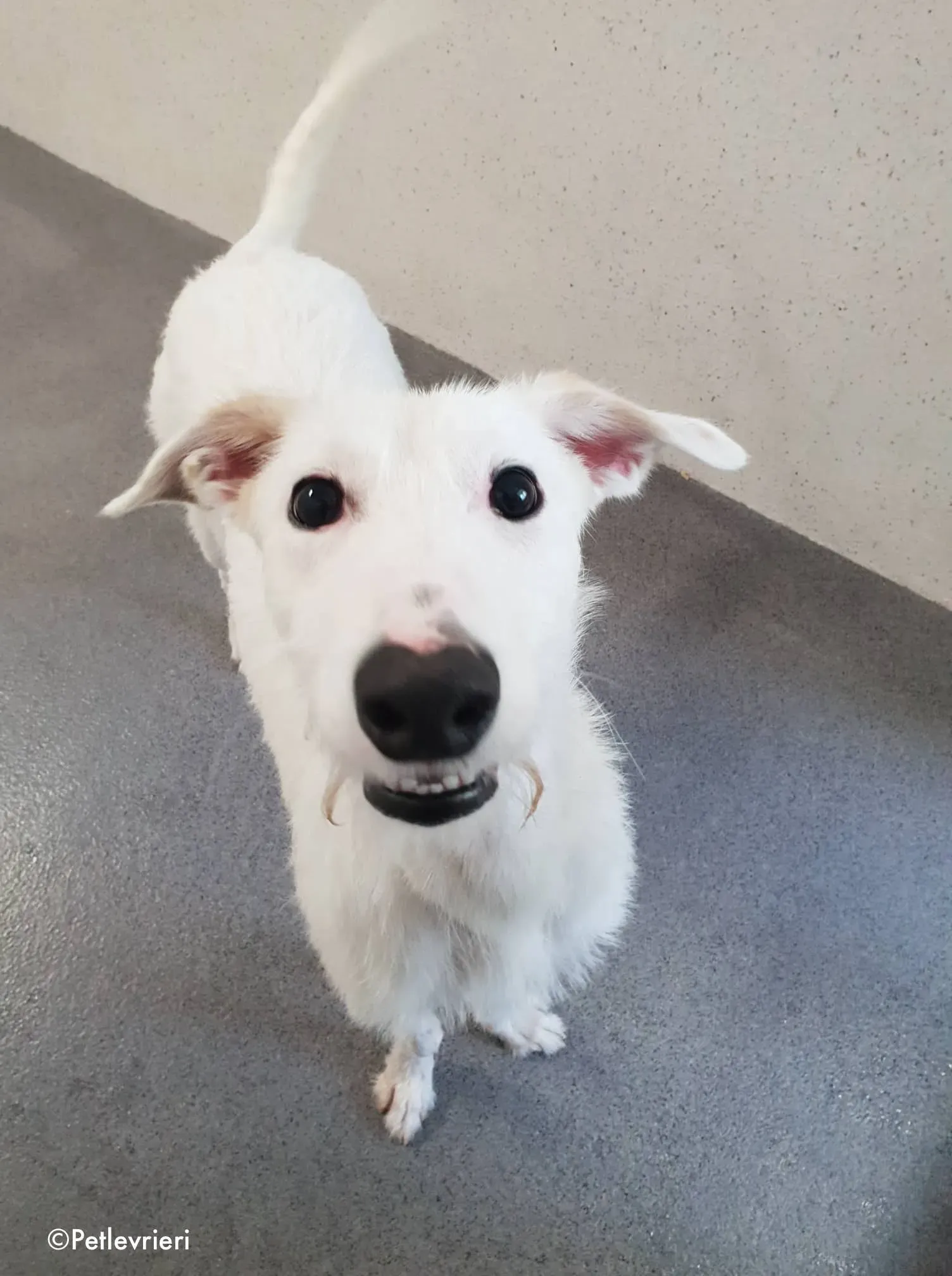 oryn adozione levrieri greyhound 17