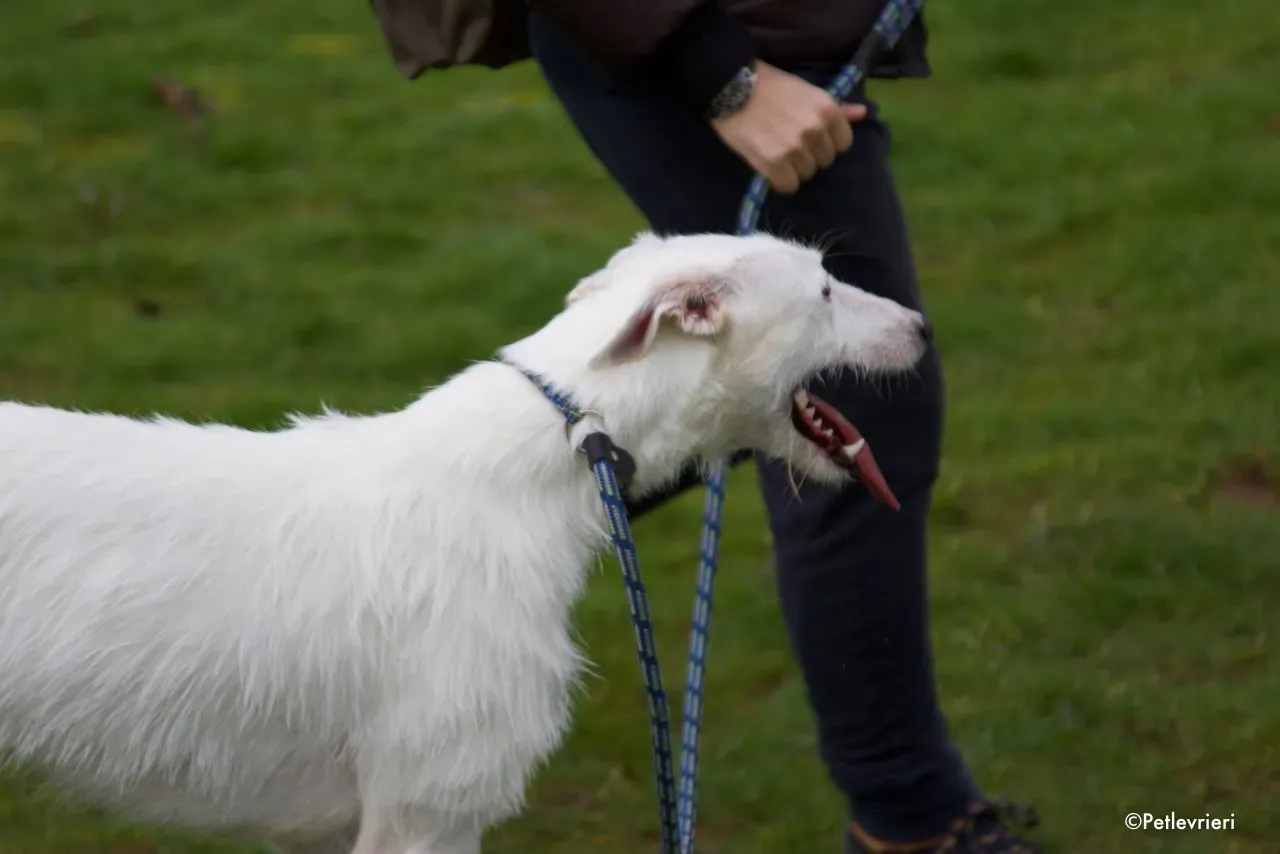 oryn adozione levrieri greyhound 18 1