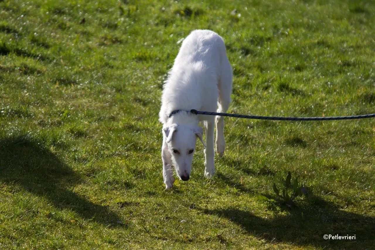 oryn adozione levrieri greyhound 19