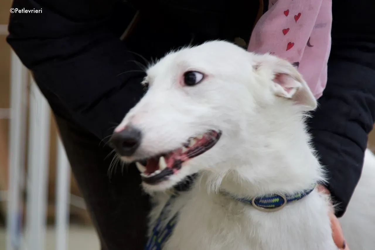 oryn adozione levrieri greyhound 2 1