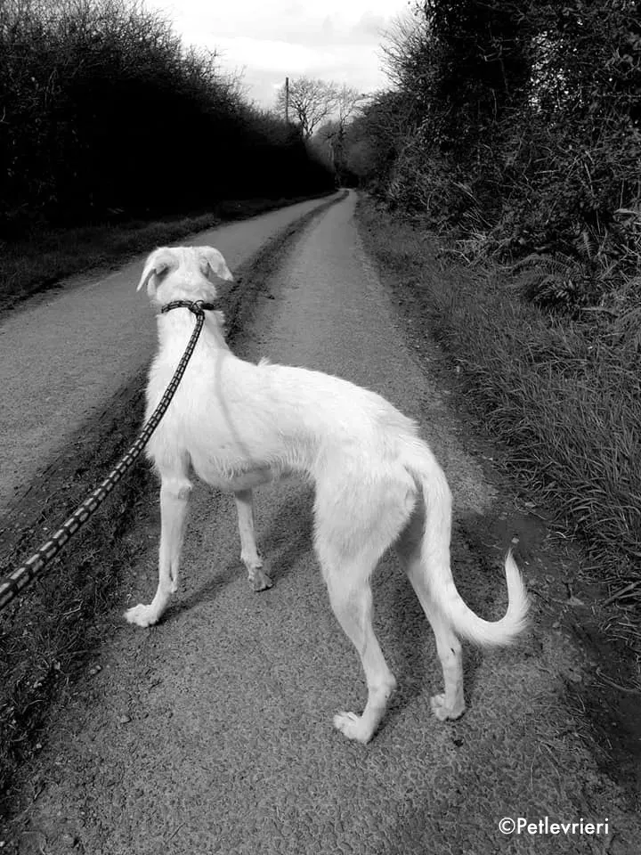 oryn adozione levrieri greyhound 2 2