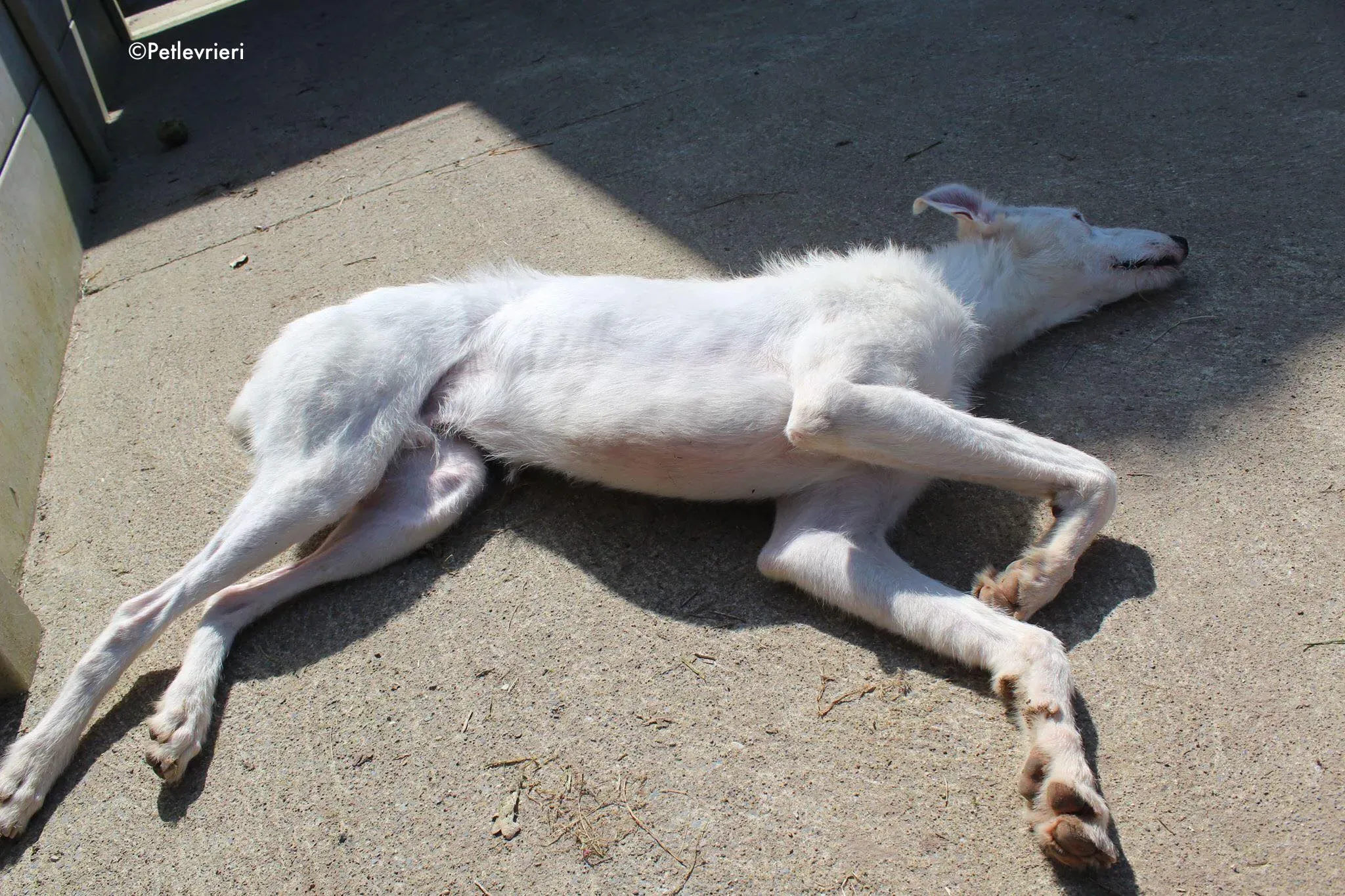 oryn adozione levrieri greyhound 2 3