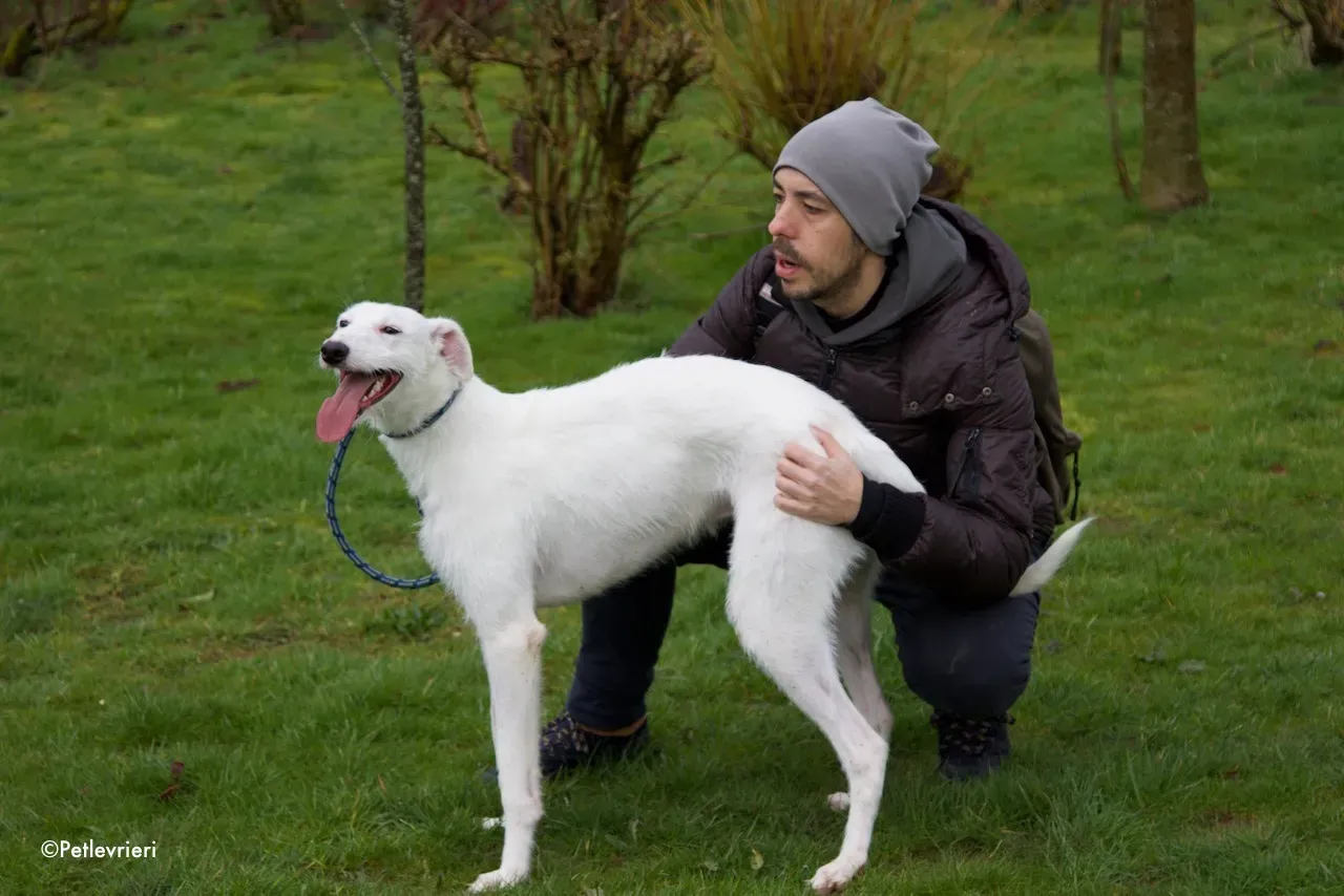 oryn adozione levrieri greyhound 20