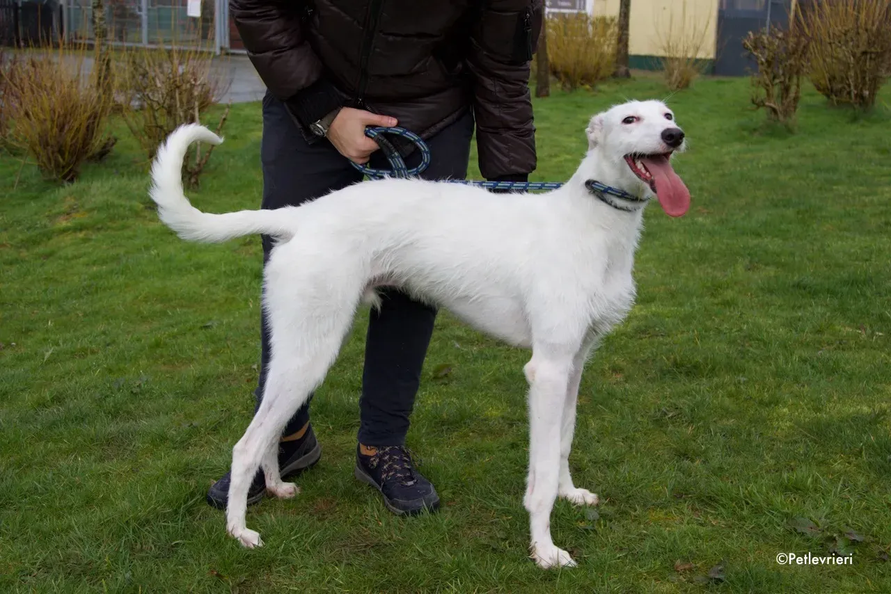 oryn adozione levrieri greyhound 21