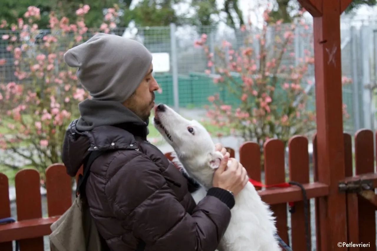 oryn adozione levrieri greyhound 3 1