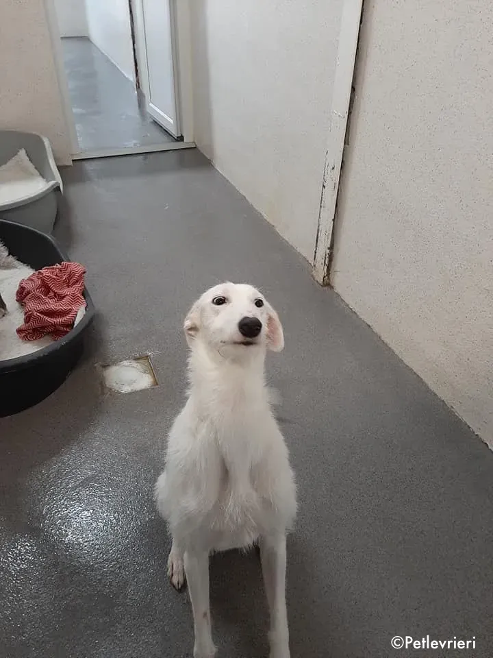 oryn adozione levrieri greyhound 3 2