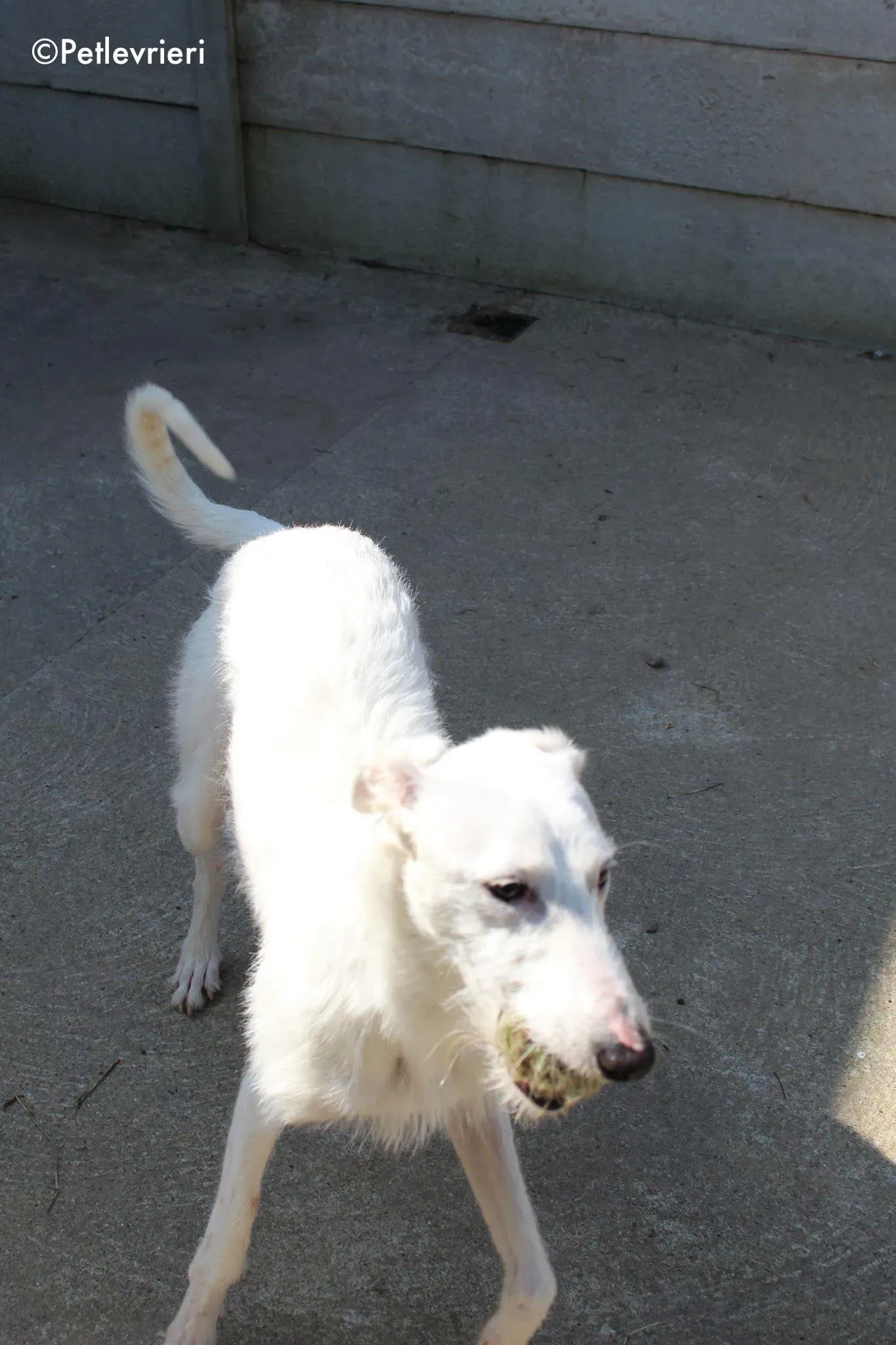 oryn adozione levrieri greyhound 3 3