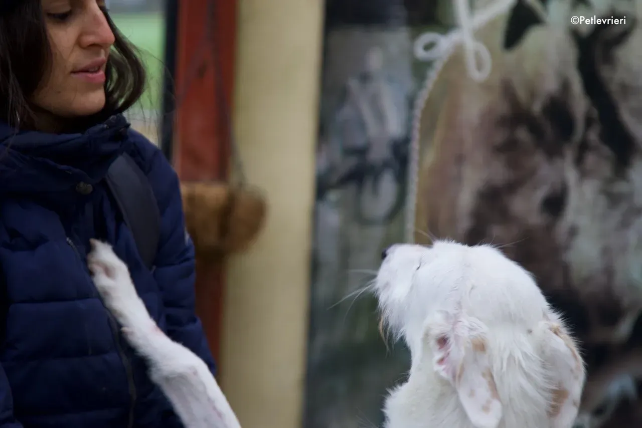 oryn adozione levrieri greyhound 4 1