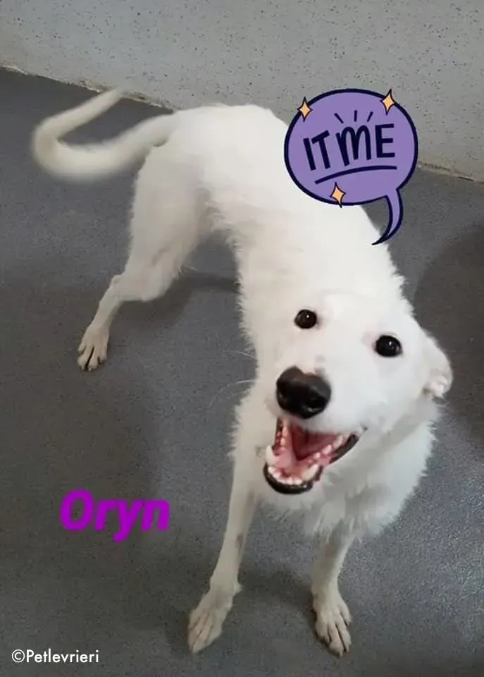 oryn adozione levrieri greyhound 4 2