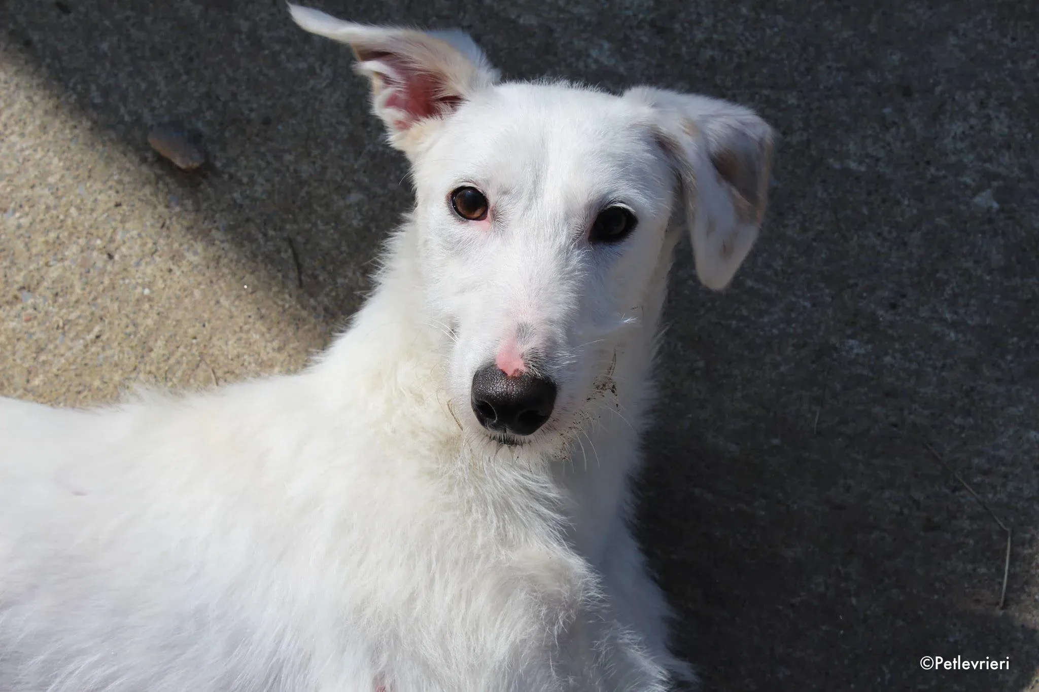 oryn adozione levrieri greyhound 4 3