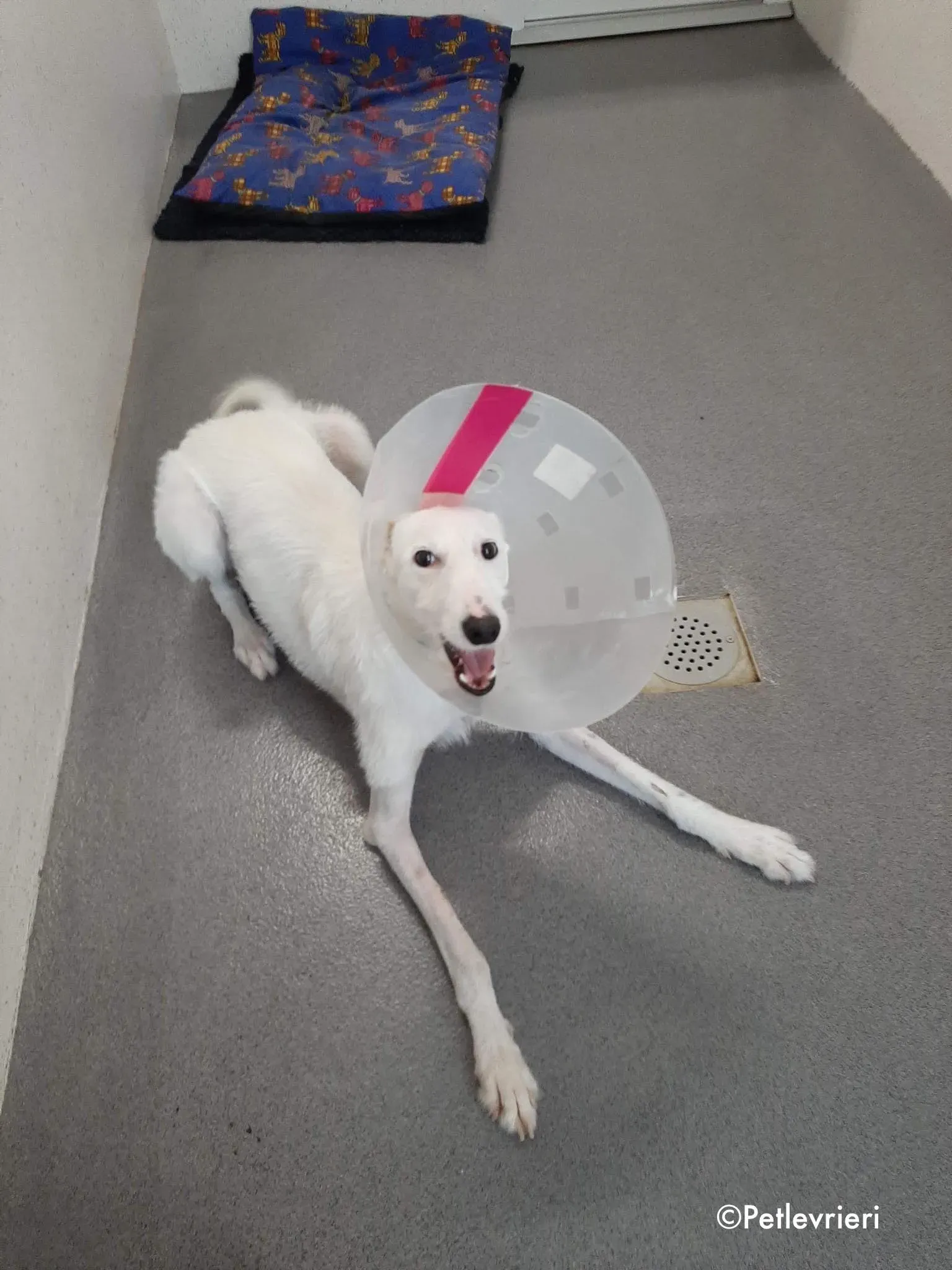 oryn adozione levrieri greyhound 4