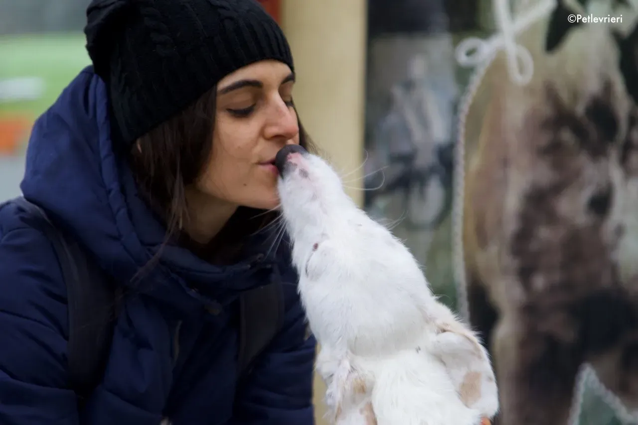 oryn adozione levrieri greyhound 5 1