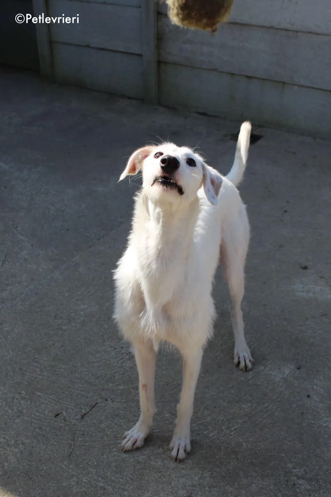 oryn adozione levrieri greyhound 5 2