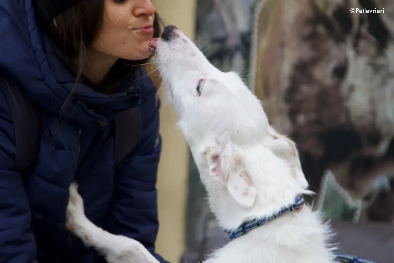 oryn adozione levrieri greyhound 6 2